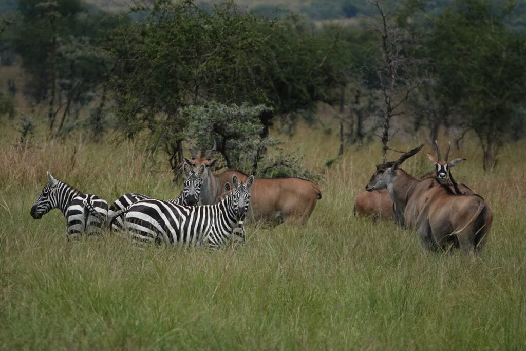 Eland zebras and roan antelope can be found in Pian Upe Wildlife Reserve Uganda