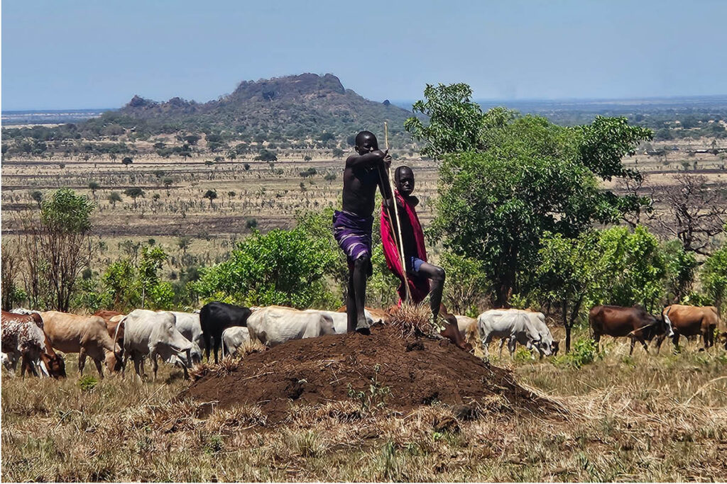 Karamajong with their cattle roaming the plains of Karamoja Uganda