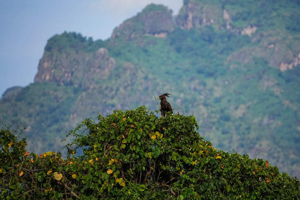 A long crested eagle in the trees in Pian Upe Wildlife Reserve Uganda