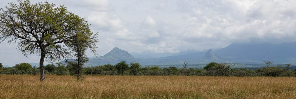 The view over Pian Upe Wildlife Reserve in Uganda with Mount Kadam in the back