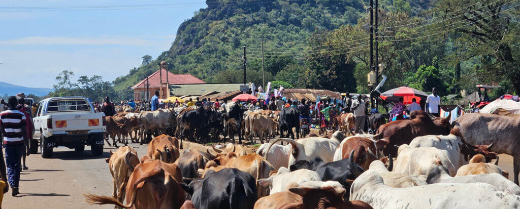 daily life in Karamoja reflected on the streets in Namalu with cows passing across the streets