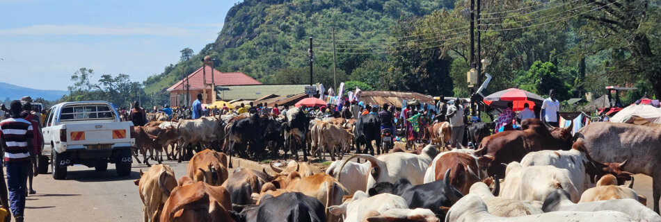 daily life in Karamoja reflected on the streets in Namalu with cows passing across the streets