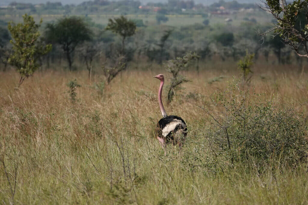 travel stories shaped by culture in Karamoja Uganda, ostrich in Pian Upe Wildlife Reserve landscape