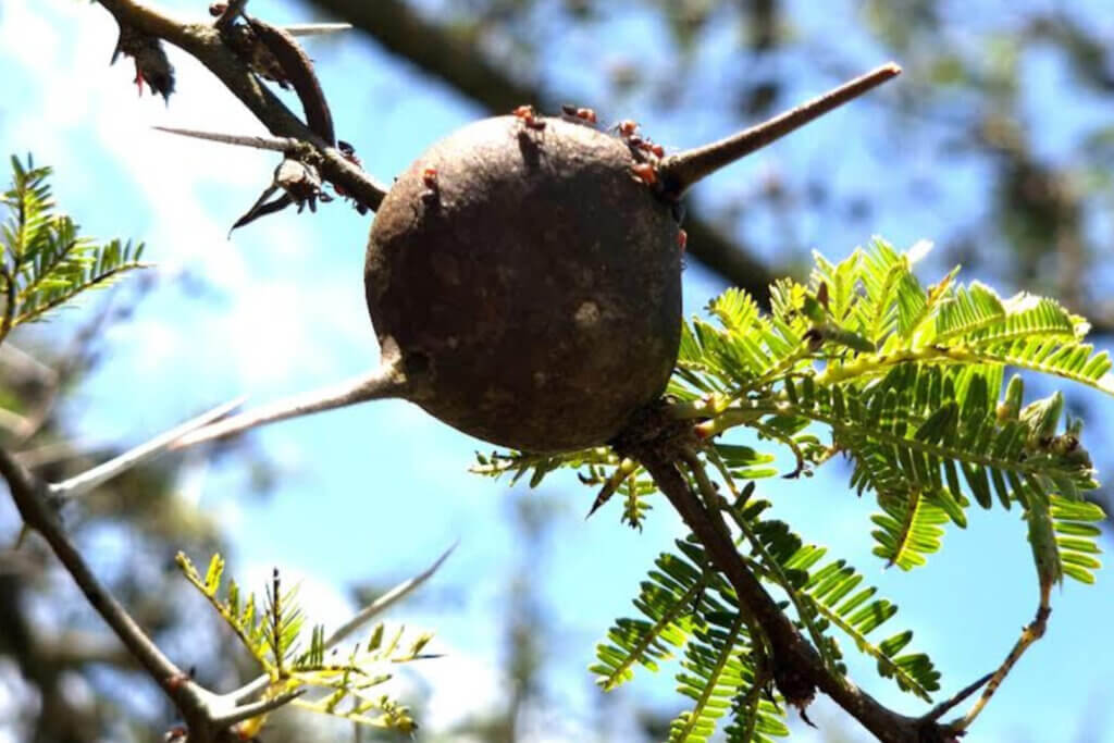 Ants on a whistling acacia tree as seen while stuck in Pian Upe Wildlife Reserve Uganda