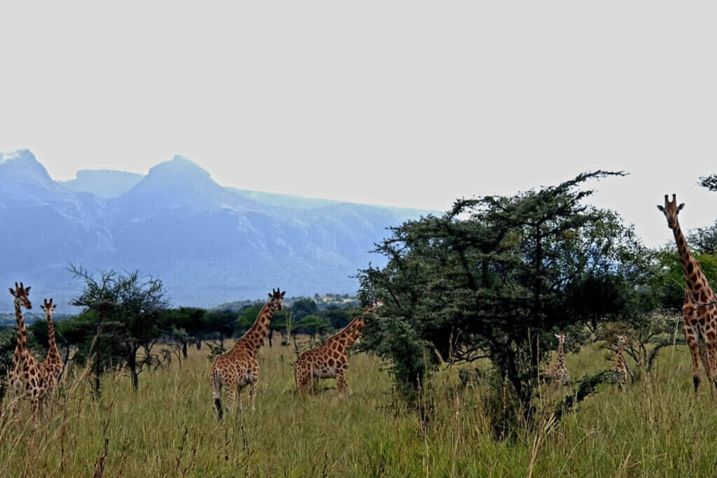 Giraffes looking at us while we were stuck in Pian Upe Wildlife Reserve Karamoja Uganda